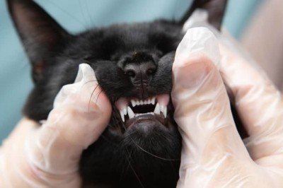 Kedilerde Apse Tedavisi Apse nedir? Nasıl tedavi edilir? Apse riskleri var mıdır?