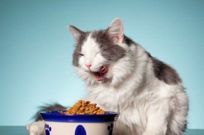 Kedilerde Gıda Alerjilerine Bağlı Deri Hastalıkları