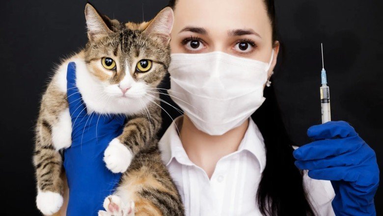 Kedilerde Kırıklar ve Tedaviye Yardımcı Besinler