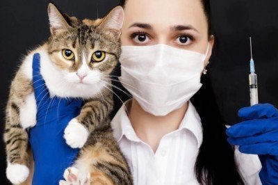 Kedilerde Kırıklar ve Tedaviye Yardımcı Besinler