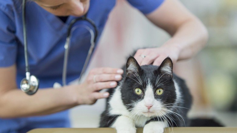 Kedilerde Sinir Sistemi Hastalıkları ve Sebepleri
