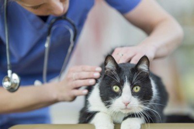 Kedilerde Sinir Sistemi Hastalıkları ve Sebepleri