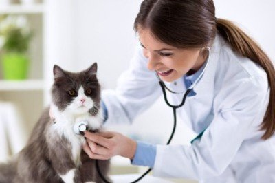 Kedilerde Vertigo ( Baş Dönmesi) Vertigo Sepepleri ve Tedavisi