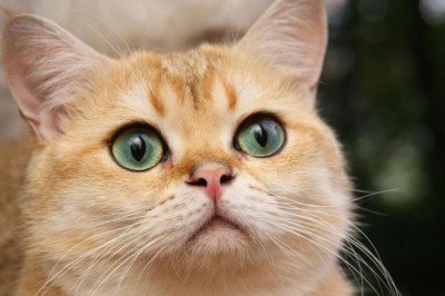 Kedilerin Psikolojileri Hakkında Merak Edilenler