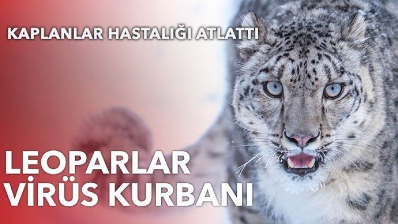 Leoparlar virüs kurbanı