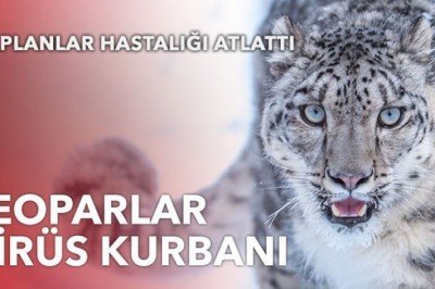 Leoparlar virüs kurbanı