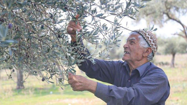 Milas’ta 7’nci Zeytin Hasat Şenliği
