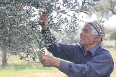 Milas’ta 7’nci Zeytin Hasat Şenliği