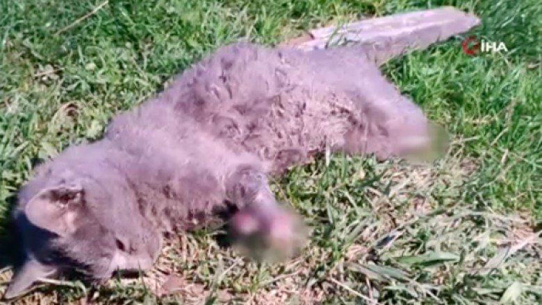 Yavru kedi bacakları kesilmiş halde bulundu