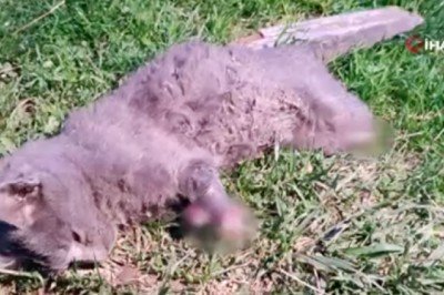 Yavru kedi bacakları kesilmiş halde bulundu