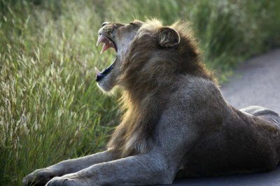 ABD’deki hayvanat bahçelerinde koronavirüs alarmı: Delta varyantı aslanları vurdu