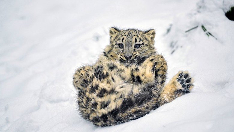 ABD’de 3 kar leoparı koronavirüsten öldü