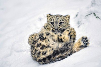 ABD’de 3 kar leoparı koronavirüsten öldü