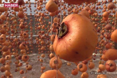 Bilecik'te cennet hurması bölgenin gelir kapısı oldu