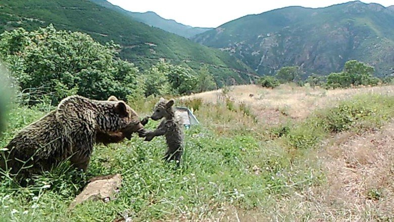 Bozayıların su yalağında yıkandığı anlar fotokapana yansıdı