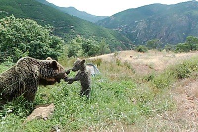 Bozayıların su yalağında yıkandığı anlar fotokapana yansıdı
