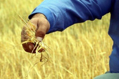 Çiftçiye destek ödemesi başladı