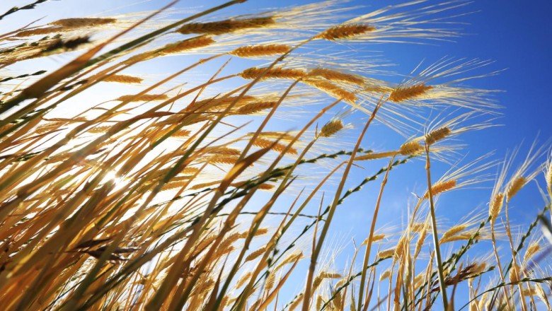 Emtia piyasasında ralli haftası