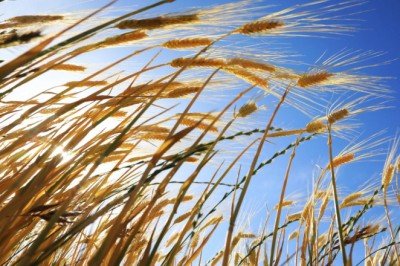 Emtia piyasasında ralli haftası