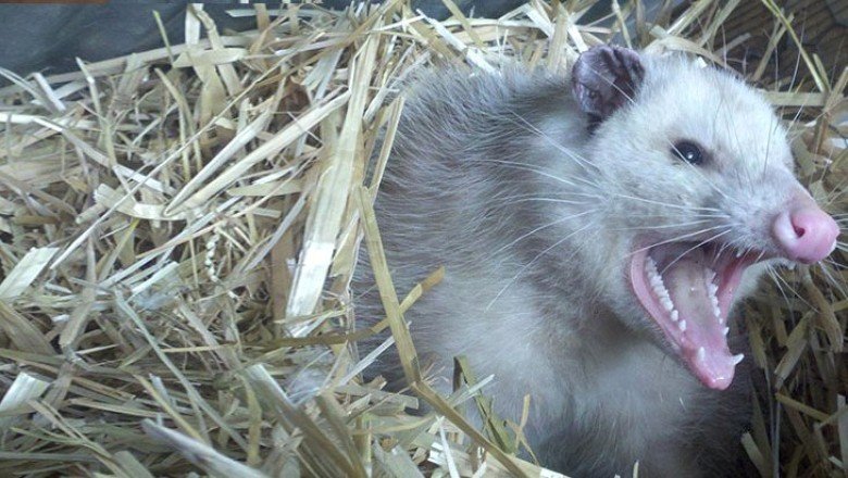 Evinde sıçan tarafından rehin alınan kadın polisin operasyonuyla kurtarıldı!