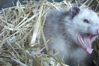 Evinde sıçan tarafından rehin alınan kadın polisin operasyonuyla kurtarıldı!