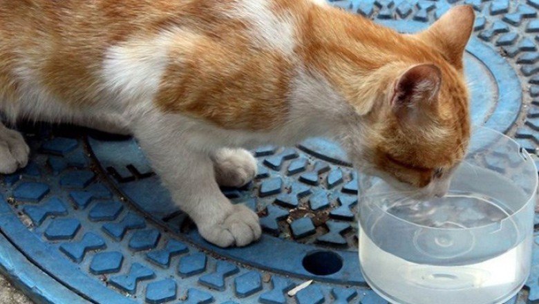 İstanbul'da bir kişi, kedi ve köpeklerin kaplarına çamaşır suyu döktü