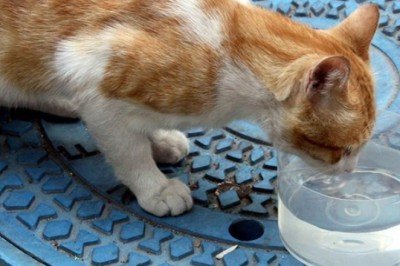 İstanbul'da bir kişi, kedi ve köpeklerin kaplarına çamaşır suyu döktü