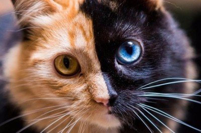 Kediler Hakkında Az Bilinen Gerçekler!