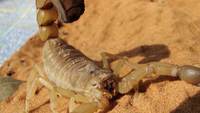 Mısır'ın güneyinde fırtına nedeniyle akrepler evleri bastı: 3 ölü, en az 450 yaralı