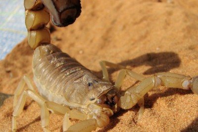 Mısır'ın güneyinde fırtına nedeniyle akrepler evleri bastı: 3 ölü, en az 450 yaralı