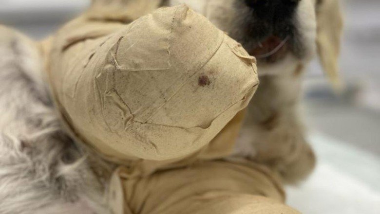 Pamuk’un sahibi konuştu…