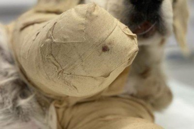 Pamuk’un sahibi konuştu…