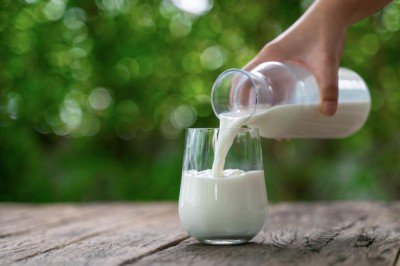 TİGEM, 77 bin tona yakın inek sütü satacak