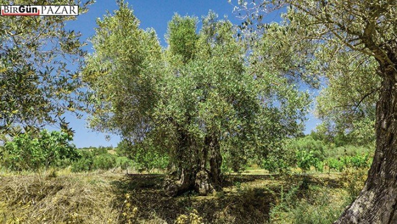 Yardımcı Ders Kitabı 101: Mülkiyet olmasa, kaybetmezdik!