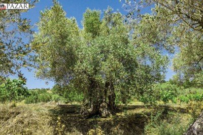 Yardımcı Ders Kitabı 101: Mülkiyet olmasa, kaybetmezdik!
