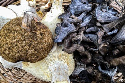 Zehirli mantar türlerine dikkat