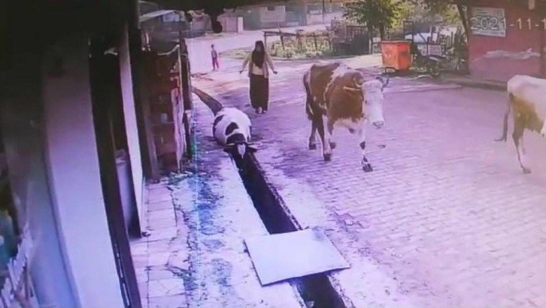 Düzce'de su kanalına düşen ineği vatandaşlar kurtardı