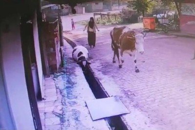 Düzce'de su kanalına düşen ineği vatandaşlar kurtardı