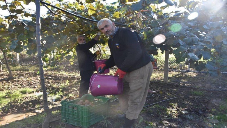 Sinop'ta kivi hasadı başladı