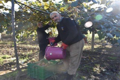 Sinop'ta kivi hasadı başladı