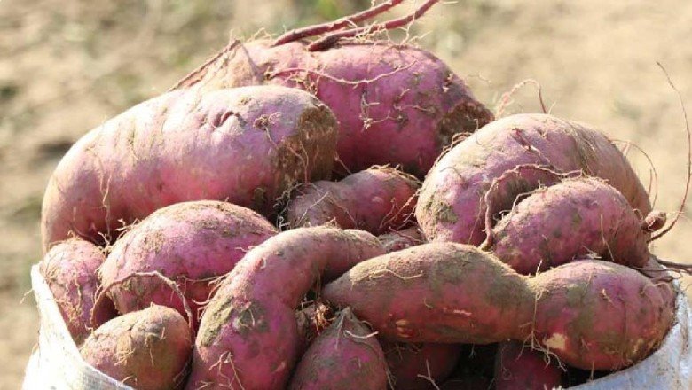 Torbalı'da kırmızı ve mor patates hasadı yapıldı