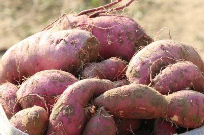 Torbalı'da kırmızı ve mor patates hasadı yapıldı