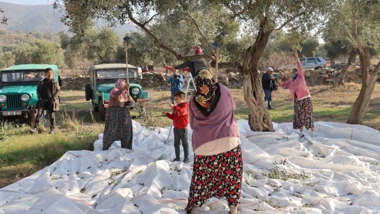 Çine'de 'Zeytin ve Zeytinyağı Festivali' coşkuyla başladı