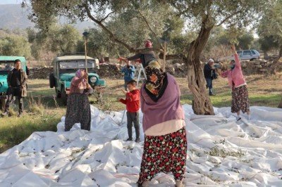 Çine'de 'Zeytin ve Zeytinyağı Festivali' coşkuyla başladı