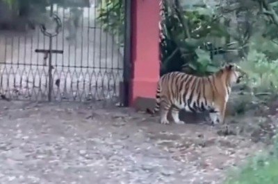 Meksika'da başıboş gezen Bengal kaplanı görenleri şaşırttı