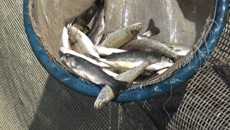 4 günde 13 bin balık telef oldu