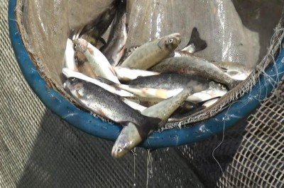 4 günde 13 bin balık telef oldu