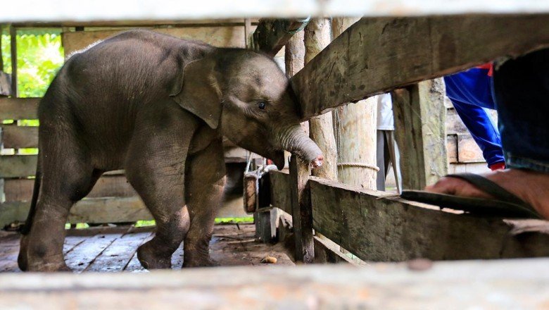 Avcıların tuzağa düşürdüğü yavru fil öldü
