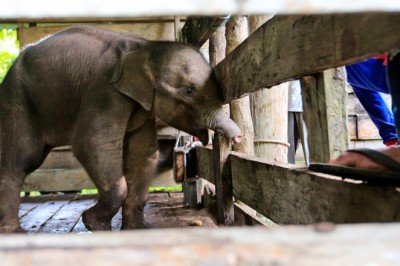 Avcıların tuzağa düşürdüğü yavru fil öldü