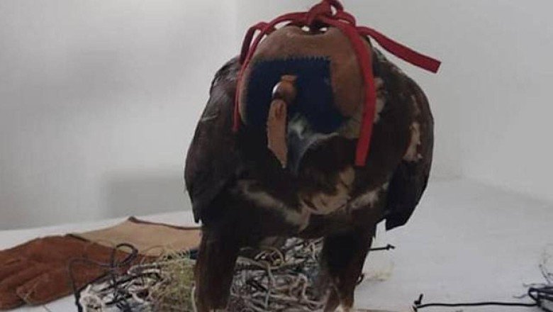 Canlı mühre ile avlanan 2 kişiye para cezası